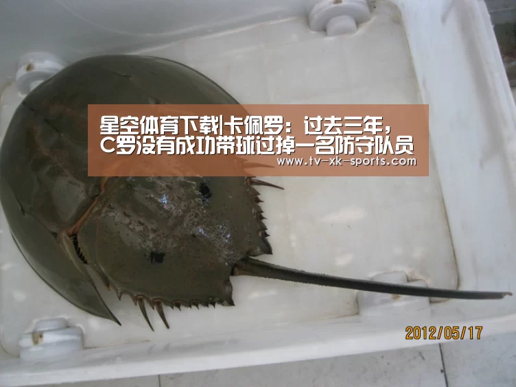 星空体育app
